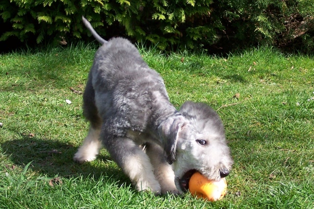 Arc-en-ciel Arlequin 06.04 (15).JPG